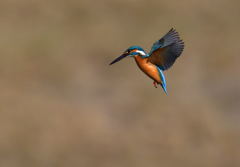 カワセミ　ホバリング