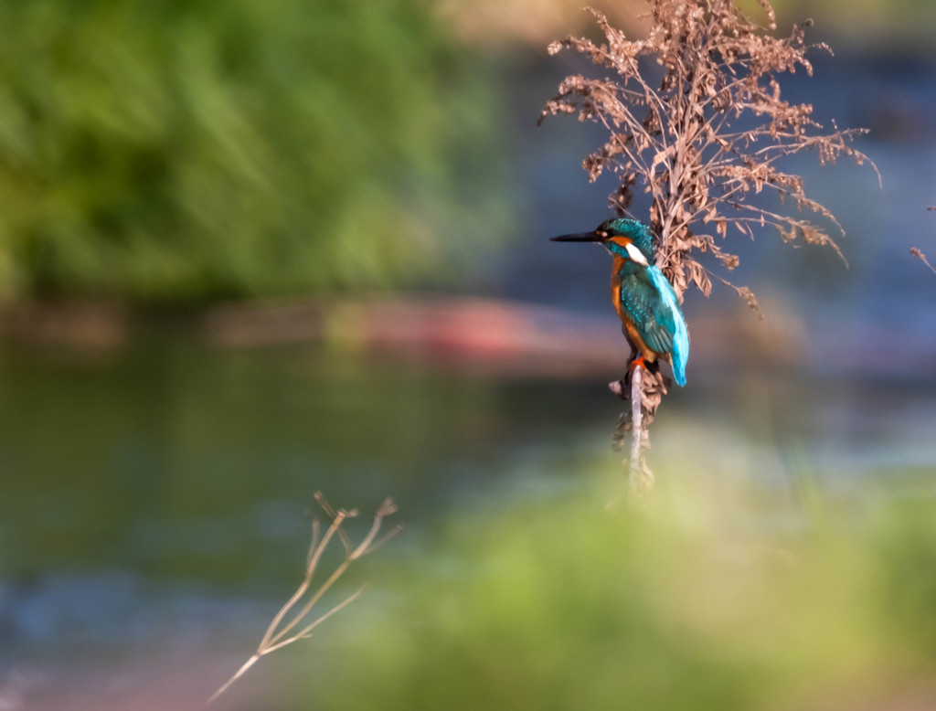 １年ぶりに会えた地元のカワセミ。