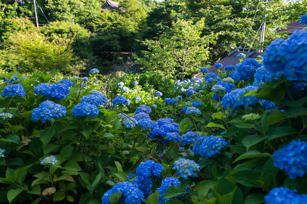 花の山寺普門寺の紫陽花４
