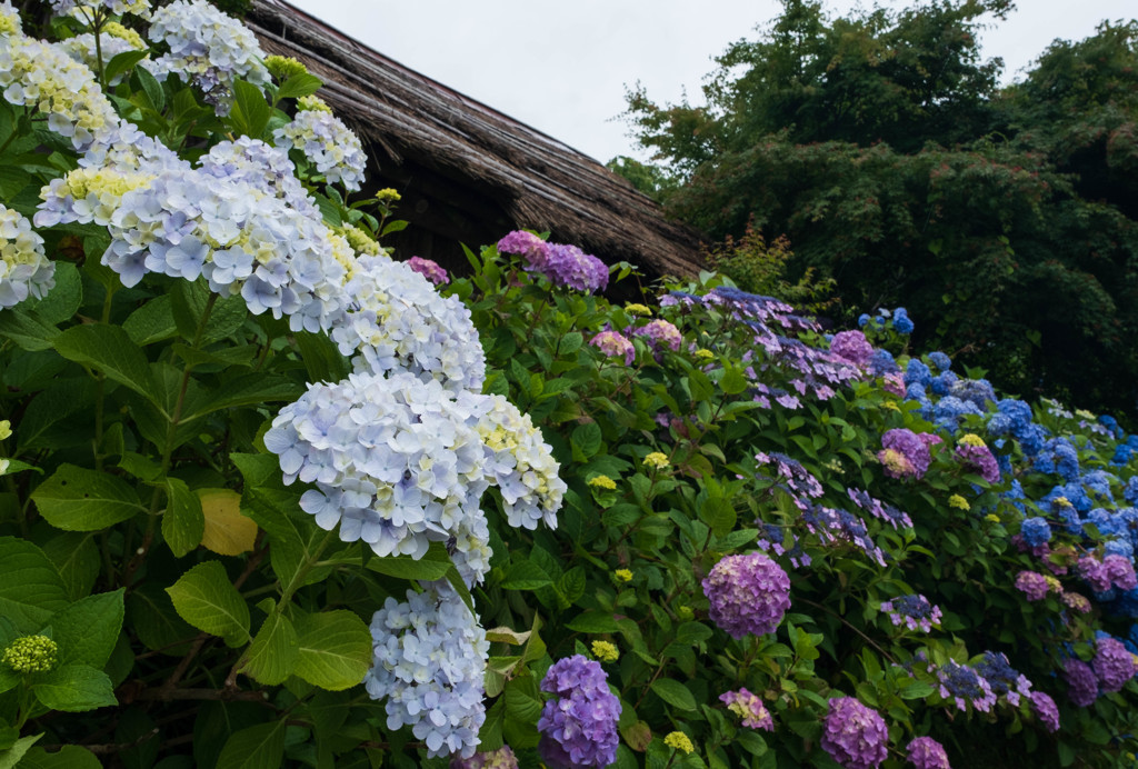 雨の日の紫陽花５