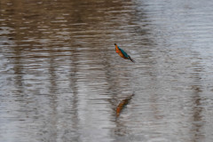 百間川のカワセミ２