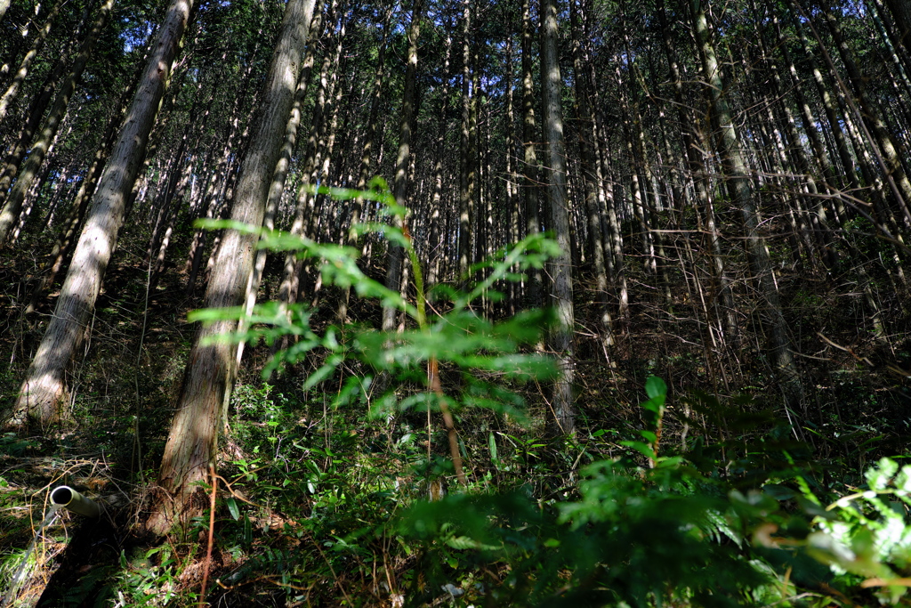 檜の林にも春が来た