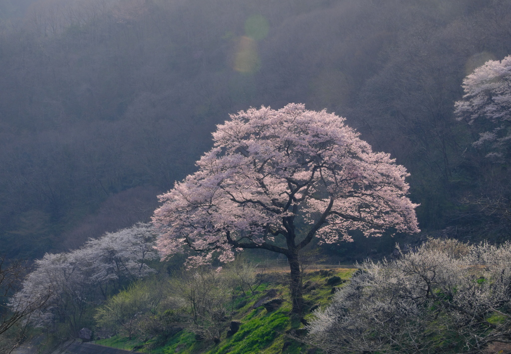 西陽を浴びる桜の木