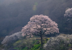 西陽を浴びる桜の木