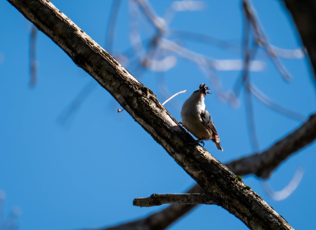 忙しいゴジュウカラ