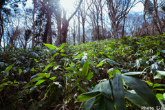 新庄村　毛無山山頂へ
