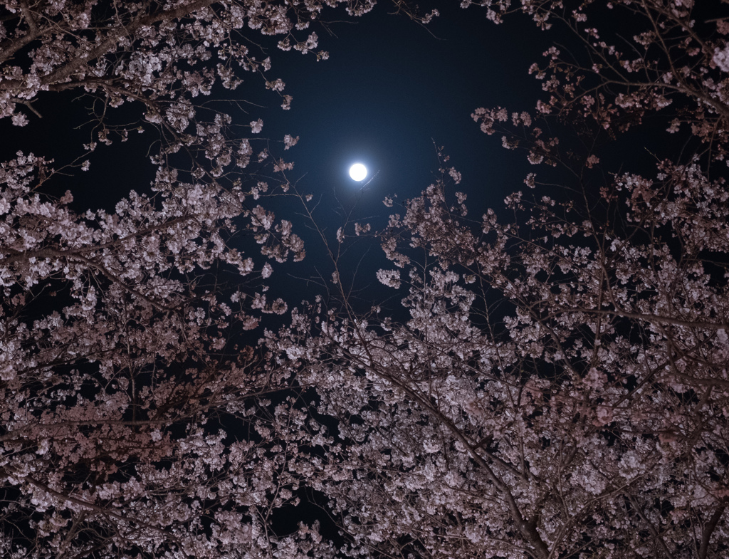 お月様と桜を見上げて