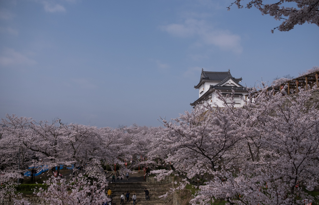 津山城と桜