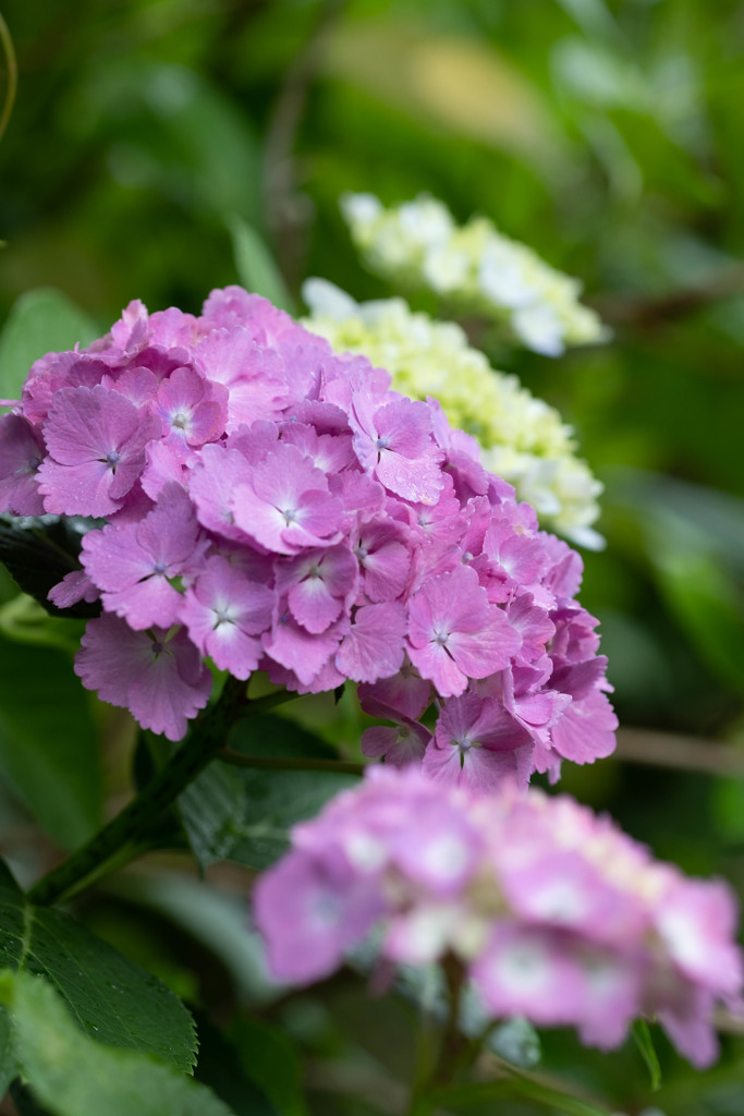 雨の日の紫陽花２