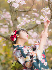 桜への想い