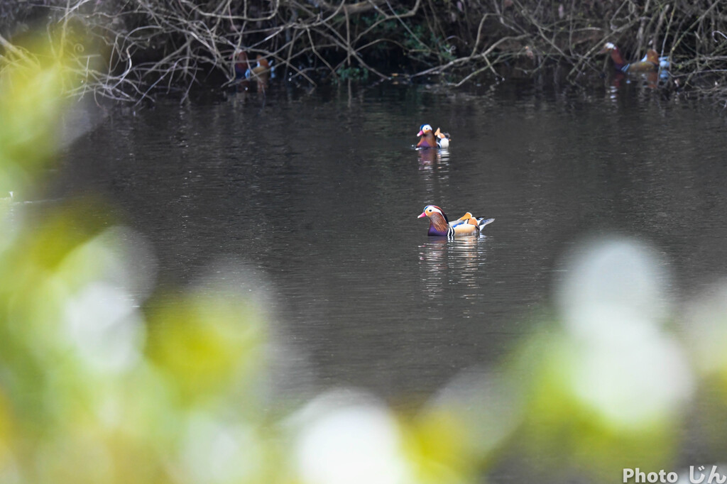今年のオシドリ１