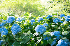 日を浴びる紫陽花