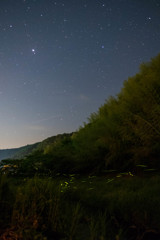 ホタルと星空の情景