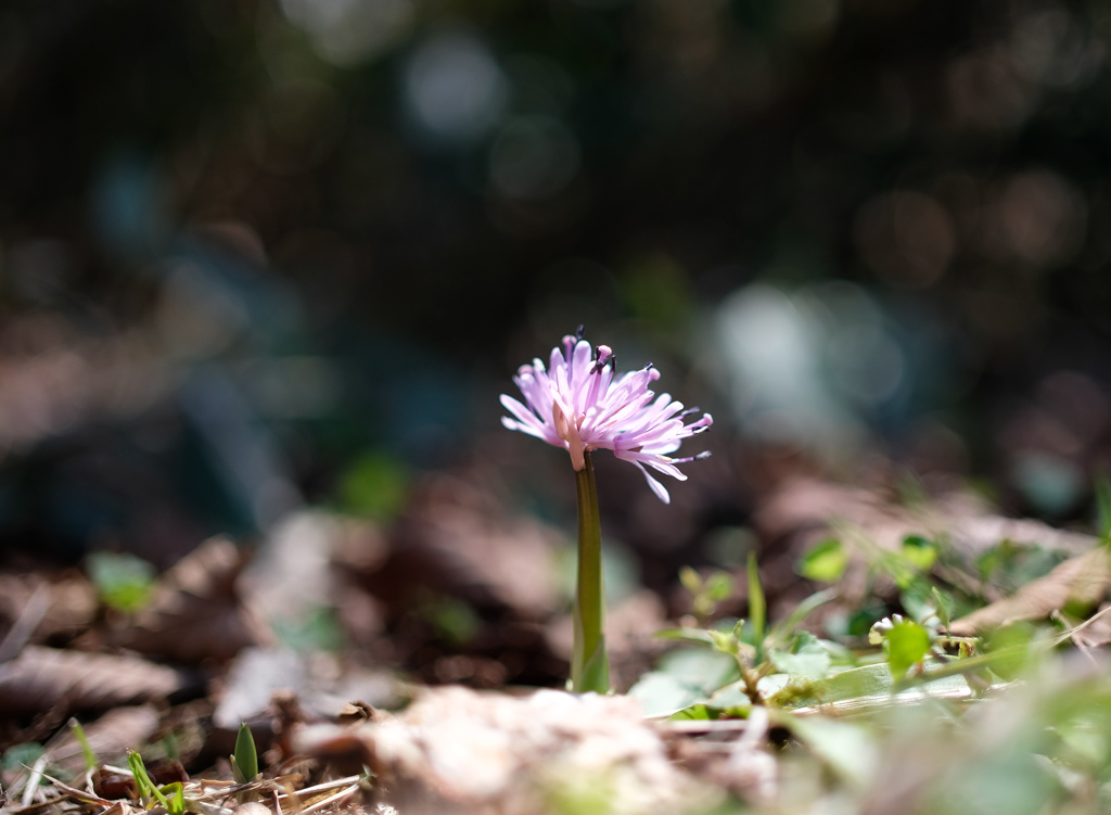 森の中に一輪の
