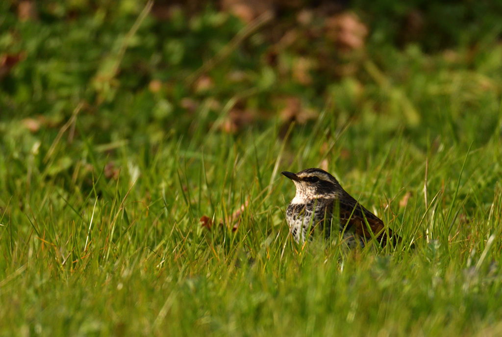 草むらの黒ツグミ。