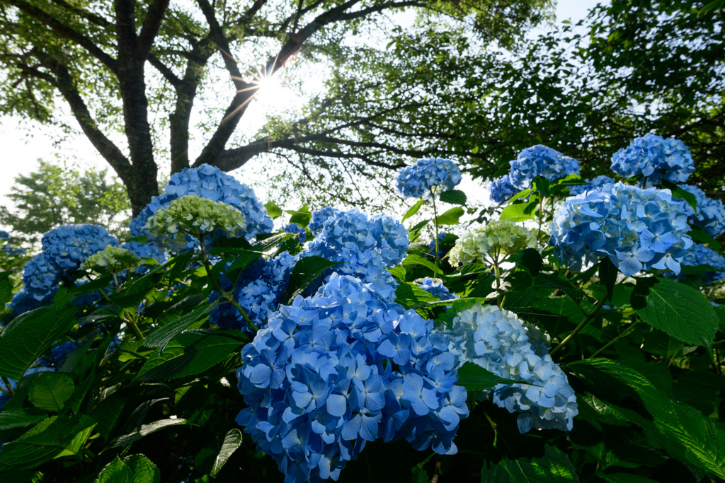 午前の紫陽花　逆光