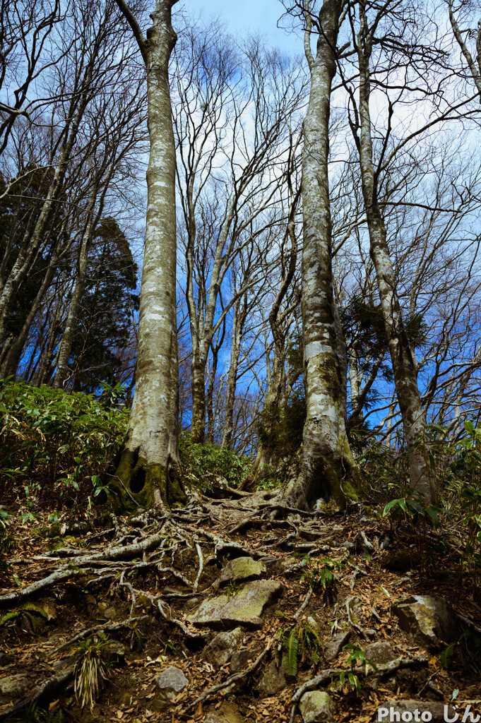 木の根が階段