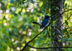 美しい鳴き声の主はオオルリ
