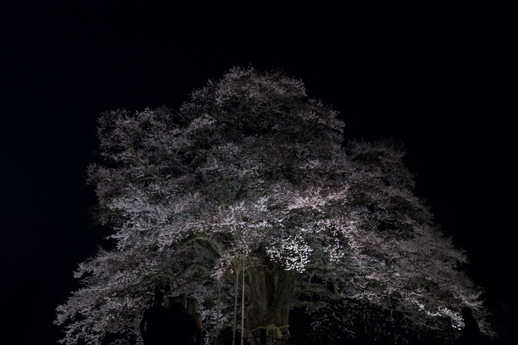 醍醐桜light up２