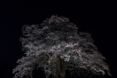 醍醐桜light up２