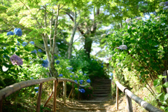 紫陽花の道