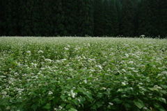 蕎麦の花の群生