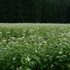 蕎麦の花の群生