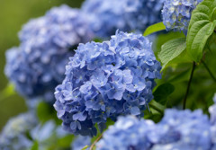 雨の日の紫陽花１