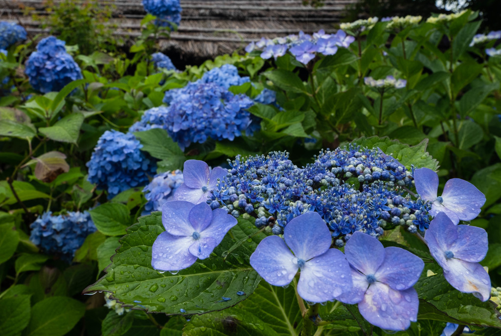 雨の日の紫陽花４