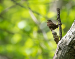 声高らかに、ミソサザイ