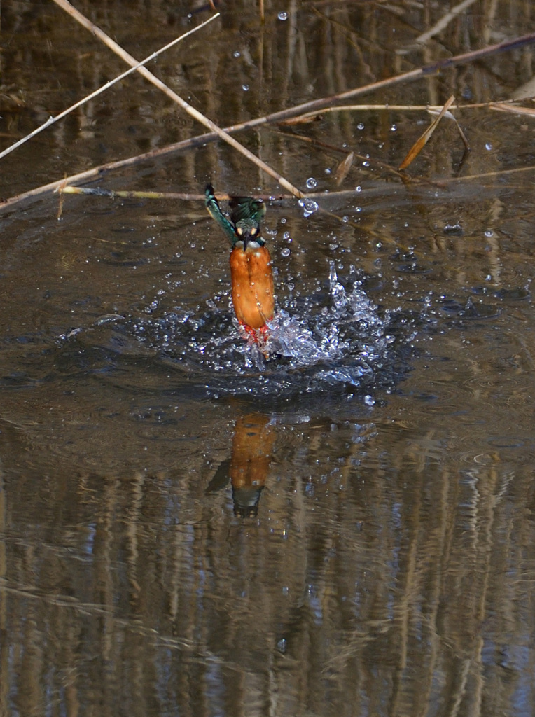 カワセミ　ダイブ
