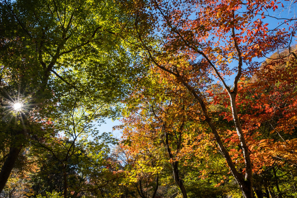 早朝の紅葉