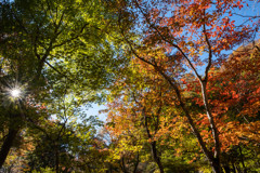 早朝の紅葉