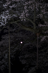 桜の枝に月