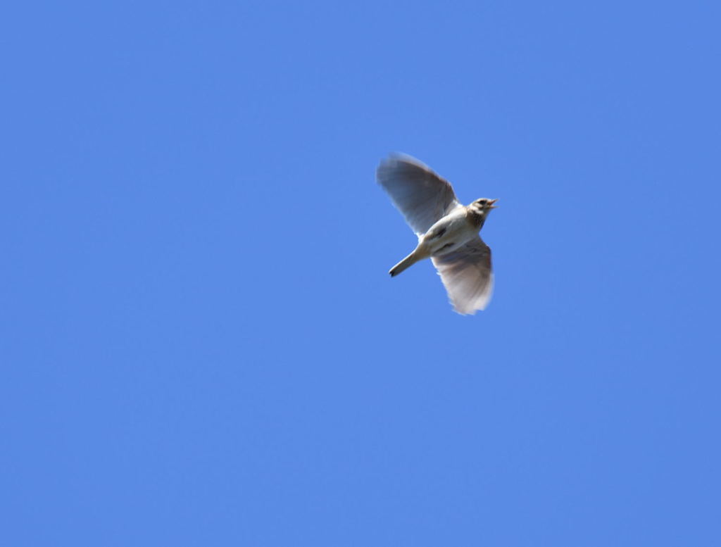 ヒバリは空高く舞い上がり。