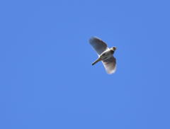 ヒバリは空高く舞い上がり。