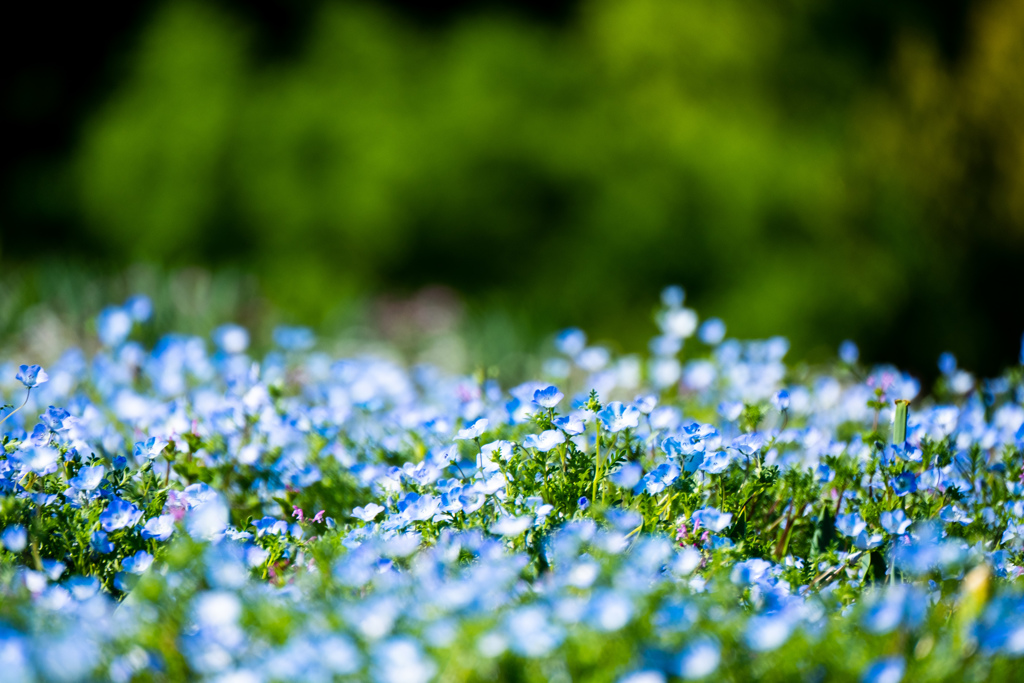 ネモフィラが見頃です。