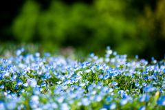 ネモフィラが見頃です。
