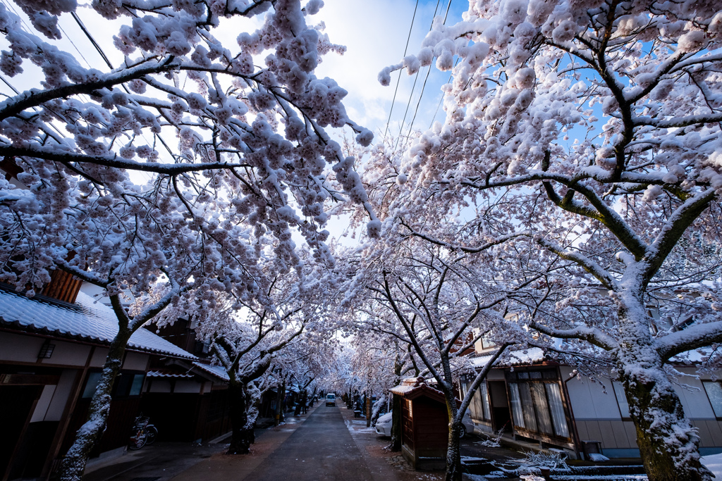 雪の中のがいせん桜１
