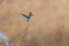百間川のカワセミ