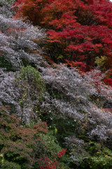 四季桜と紅葉