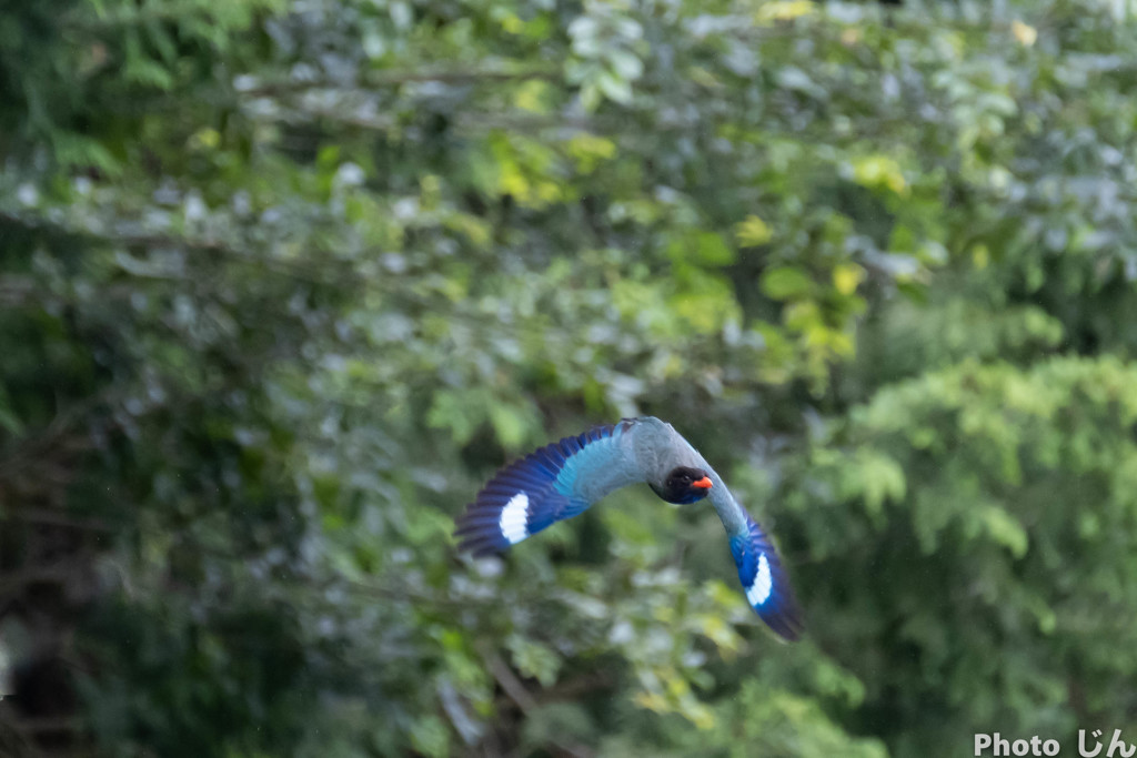 プッポウソウ飛翔