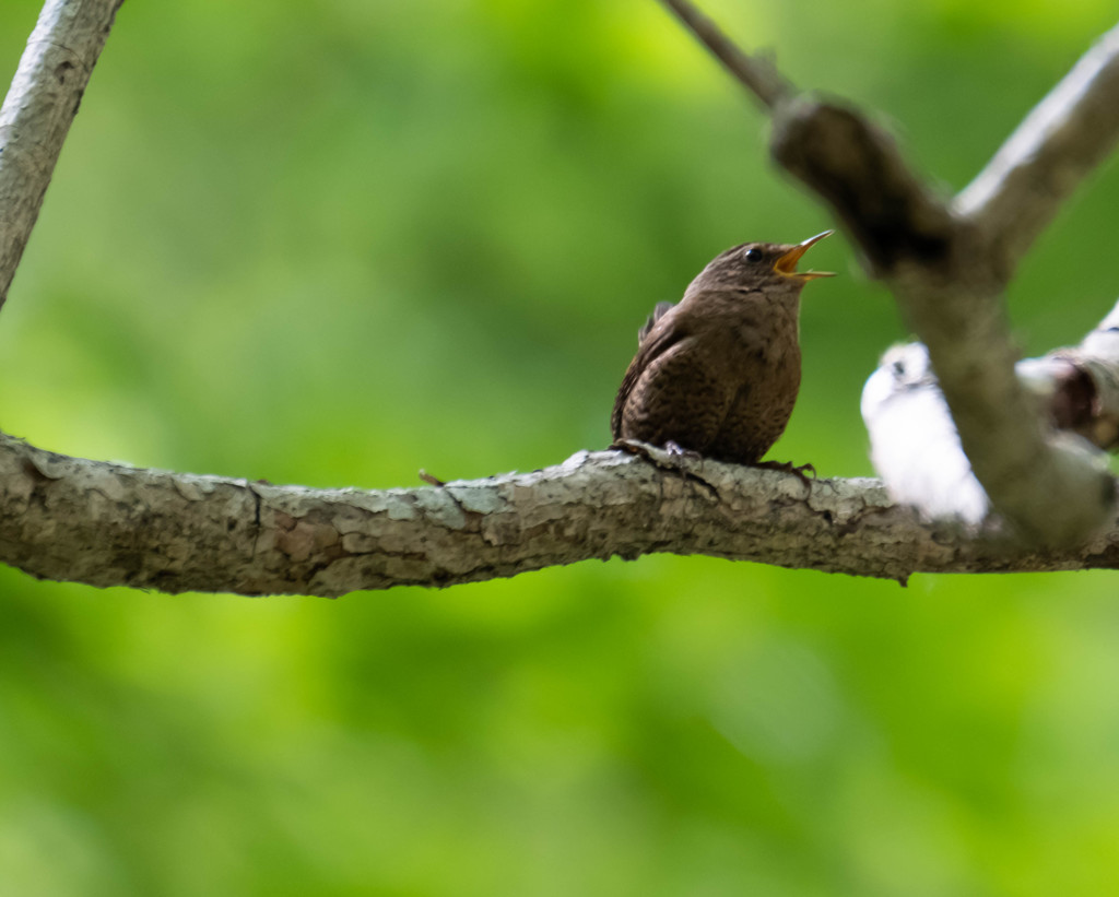 大きな声で、ミソサザイ