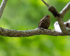 大きな声で、ミソサザイ
