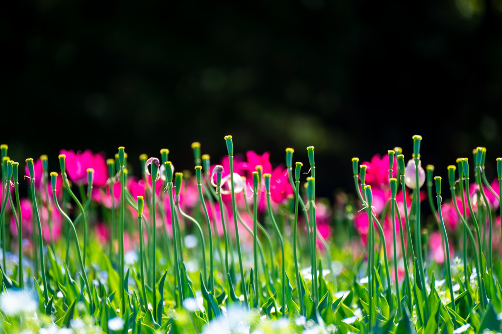 花びら落としても主題。