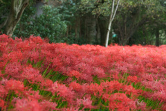 彼岸花の群生