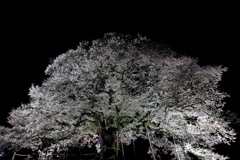 これぞ醍醐桜light up