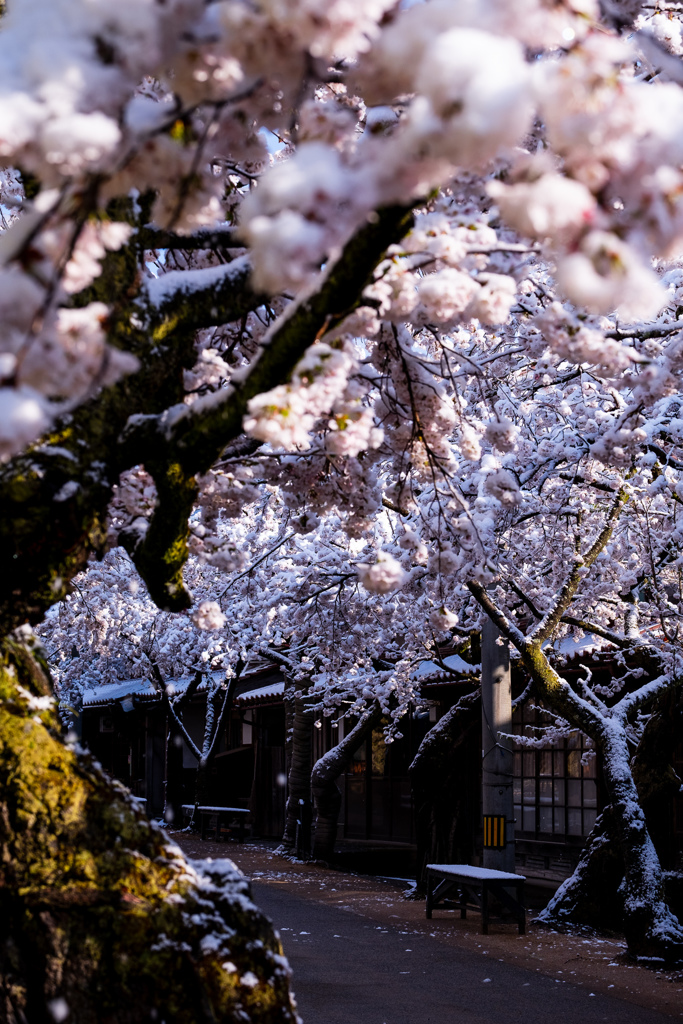 雪の中のがいせん桜５