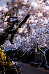雪の中のがいせん桜５