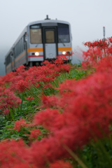 姫新線と彼岸花